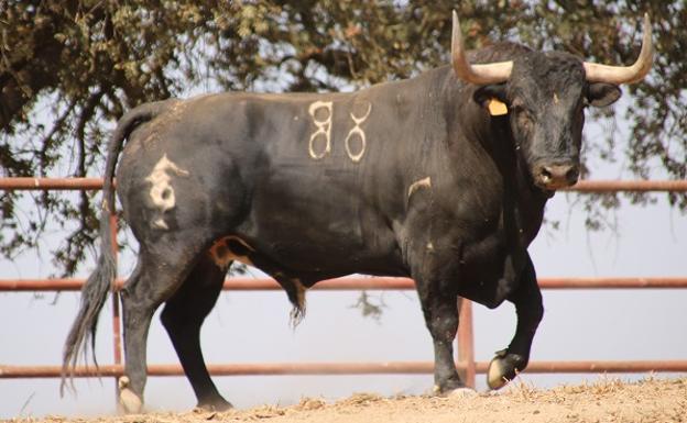 Archivada la denuncia presentada por el Gobierno contra el Toro de la Vega