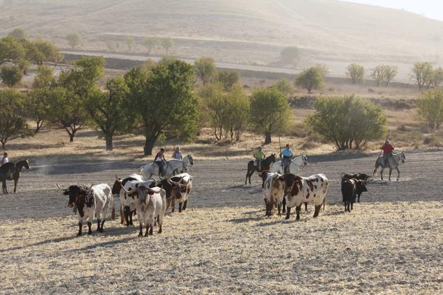 Fotos: Encierro mixto campo a través en las fiestas patronales de Portillo