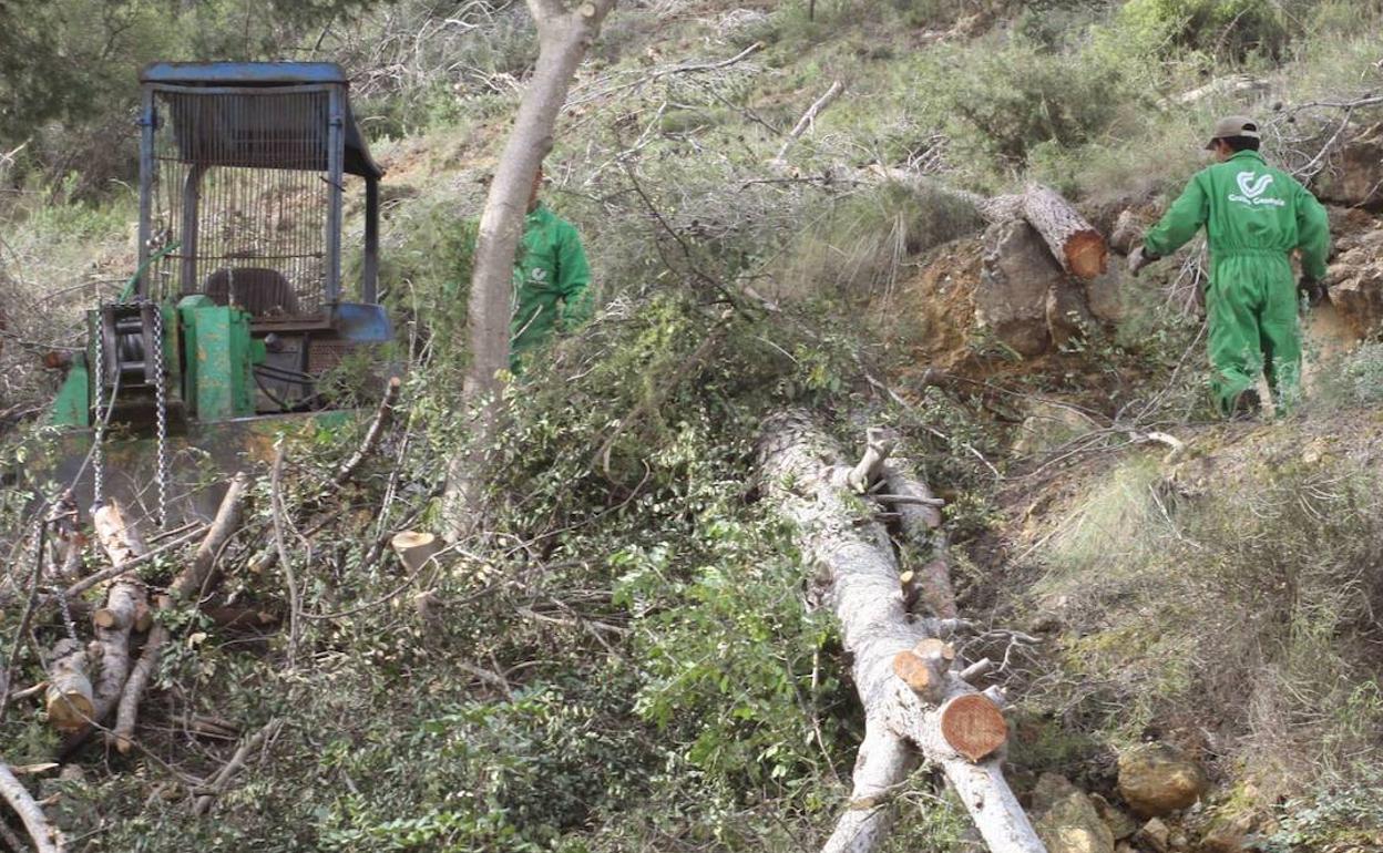 Trabajos de tala y limipeza en un monte.