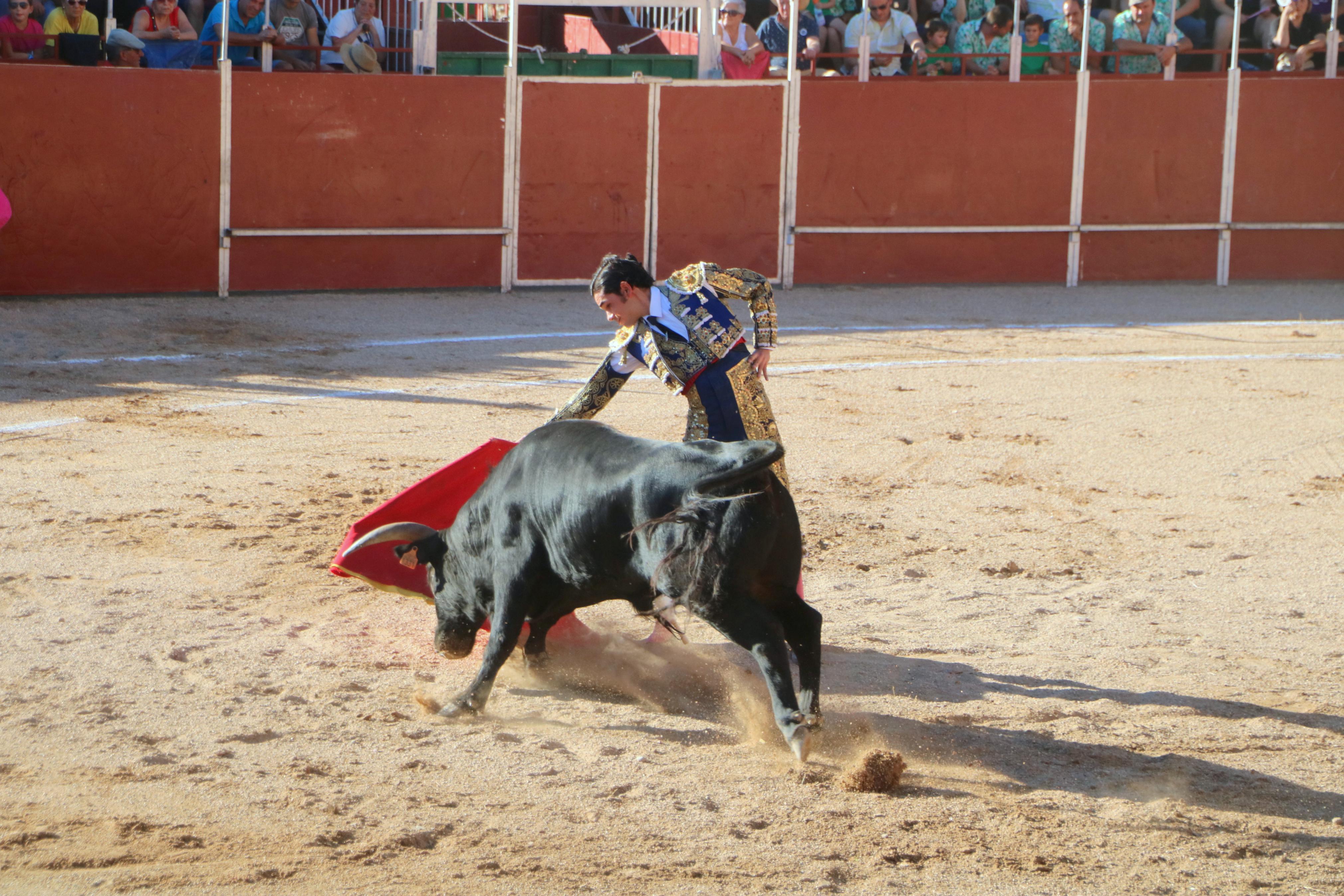 Baltanás celebra unos animados festejos taurinos con motivo de sus fiestas de la Virgen de Revilla