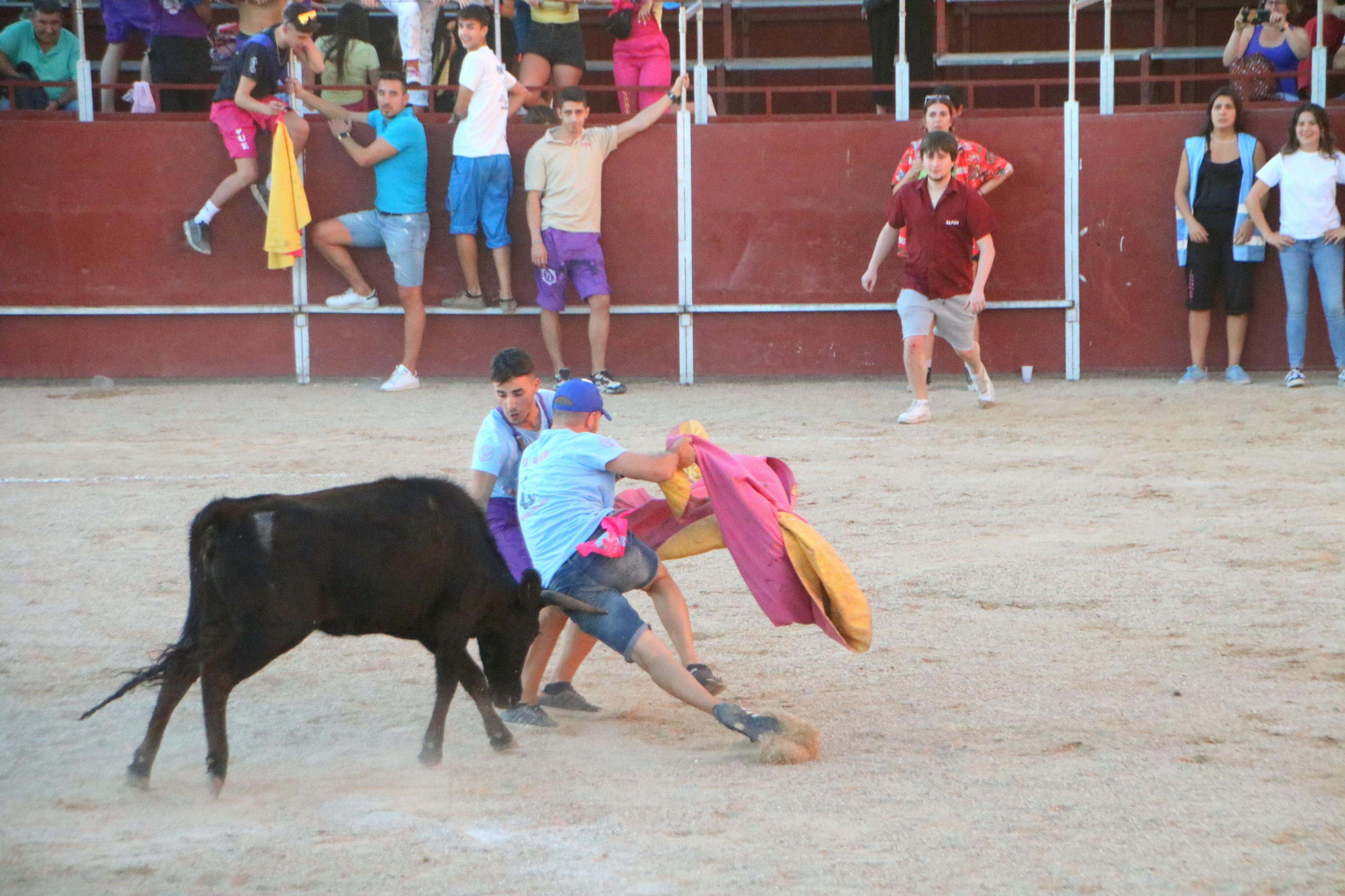 Baltanás celebra unos animados festejos taurinos con motivo de sus fiestas de la Virgen de Revilla