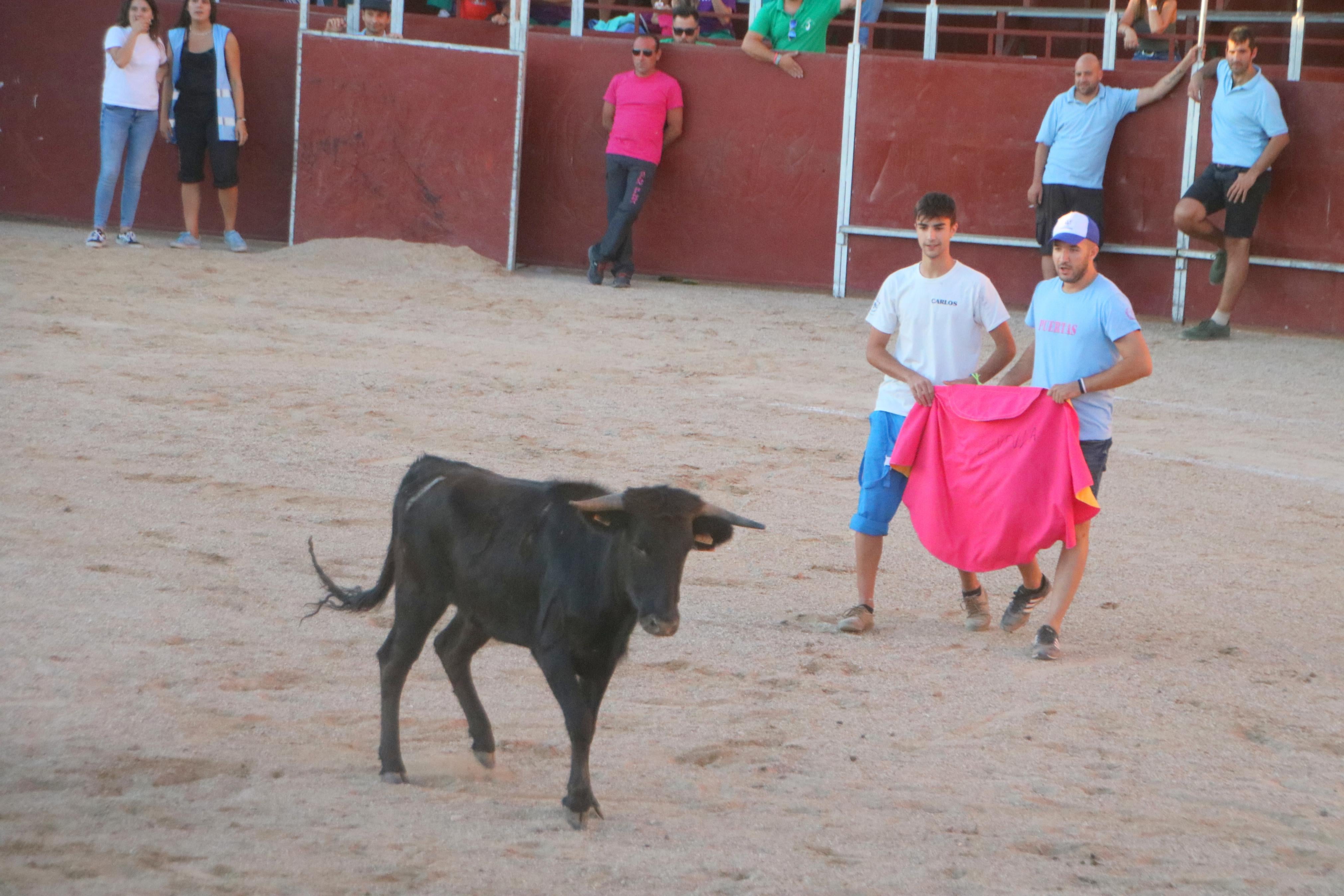 Baltanás celebra unos animados festejos taurinos con motivo de sus fiestas de la Virgen de Revilla