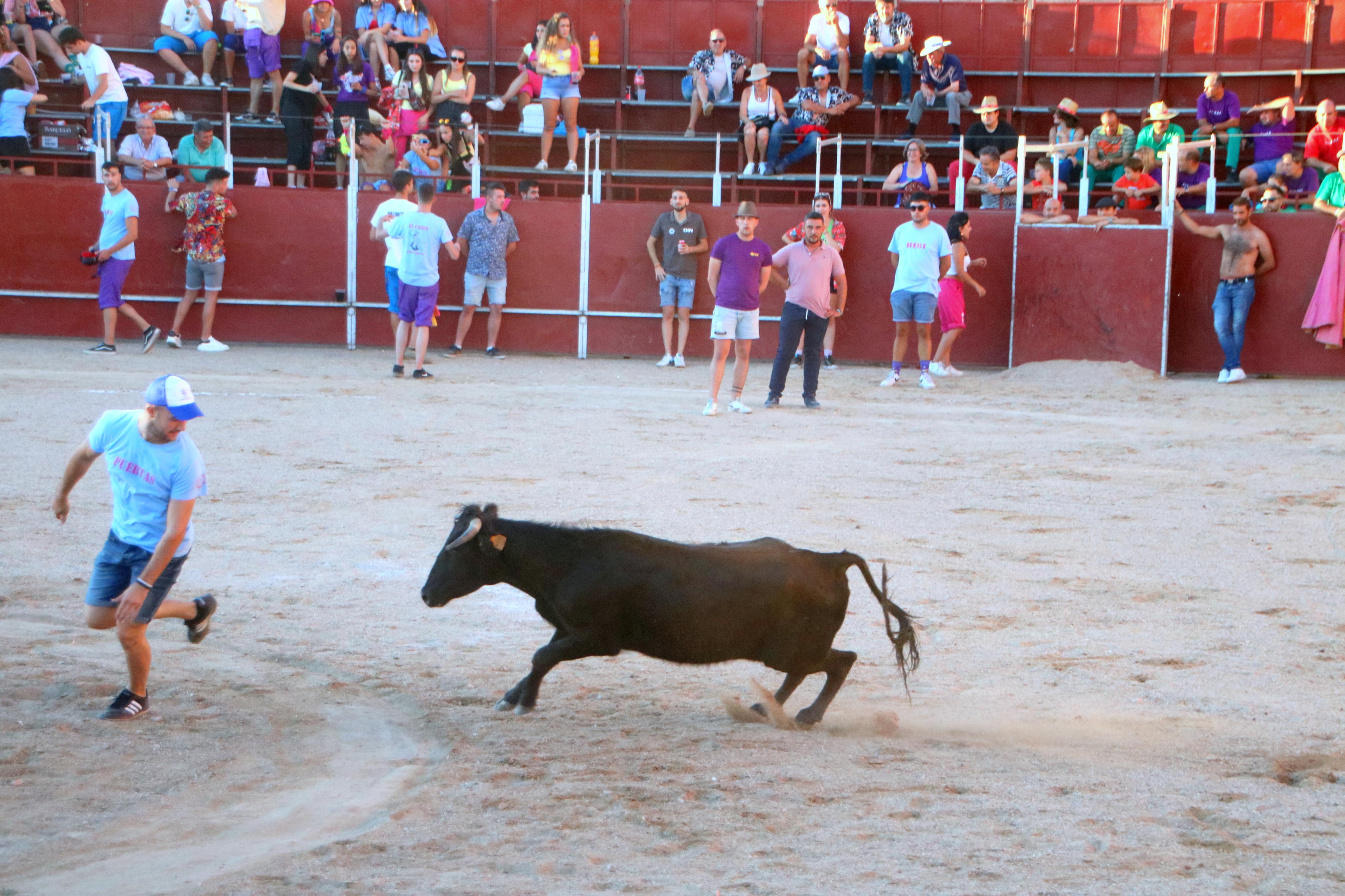 Baltanás celebra unos animados festejos taurinos con motivo de sus fiestas de la Virgen de Revilla