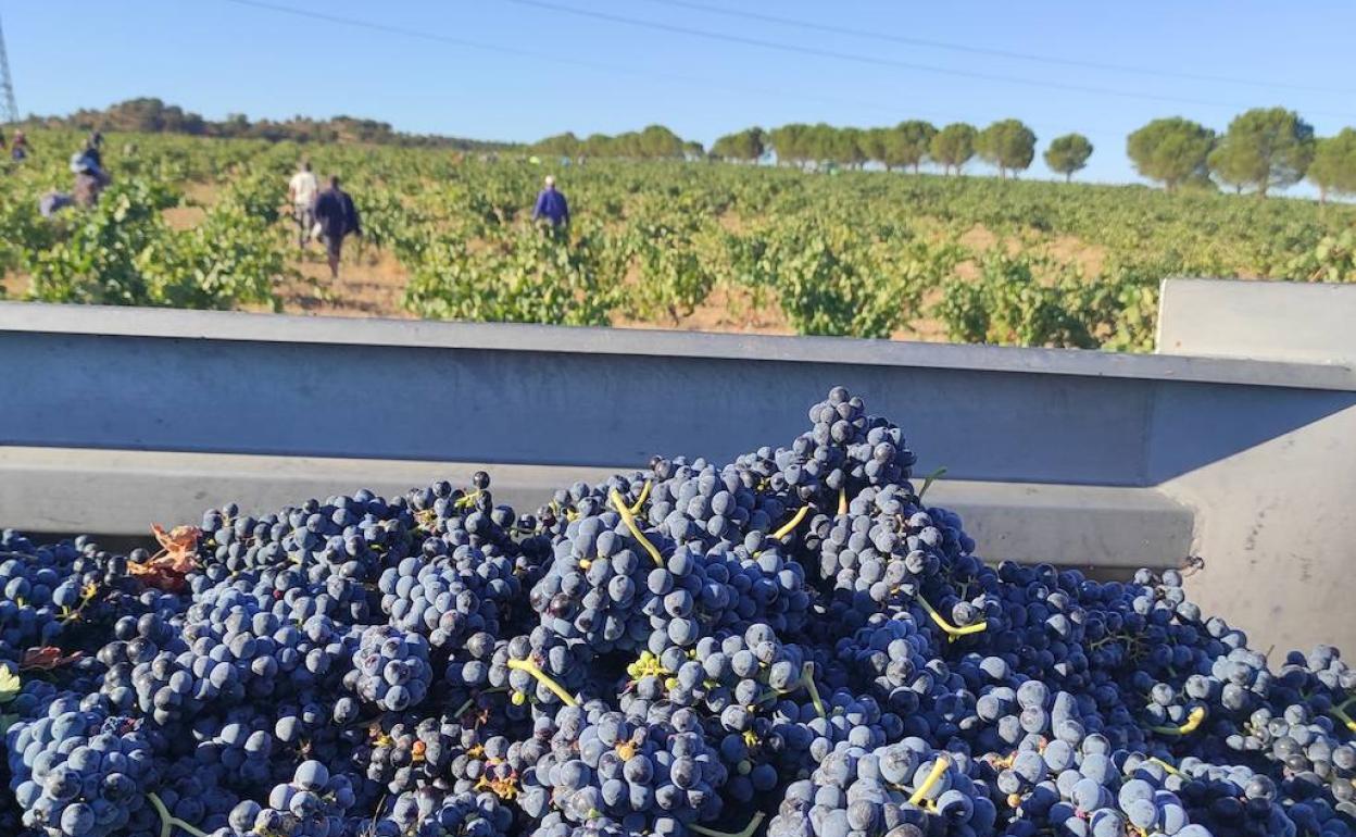 Vendimia de la variedad tempranillo en una parcela de Finca Torremilanos. 