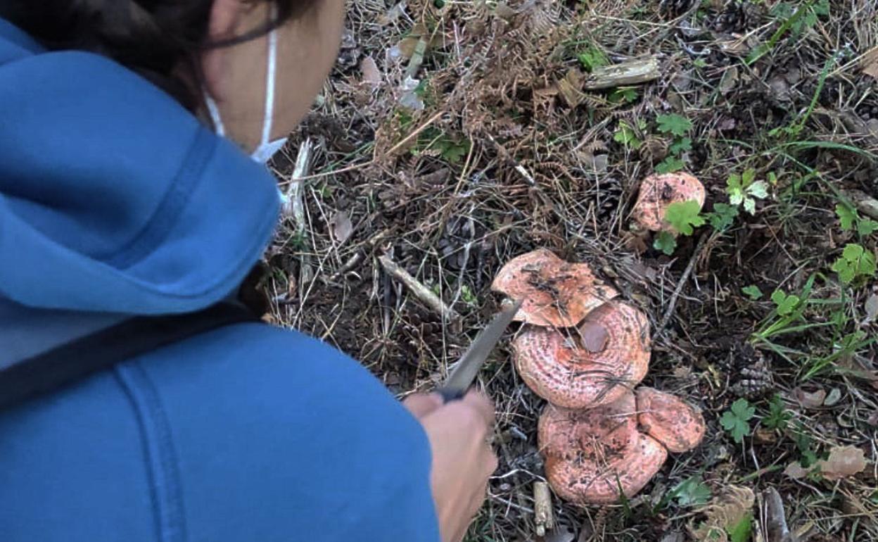 Una mujer recoge un ejemplar de níscalo en una zona de pinares. 