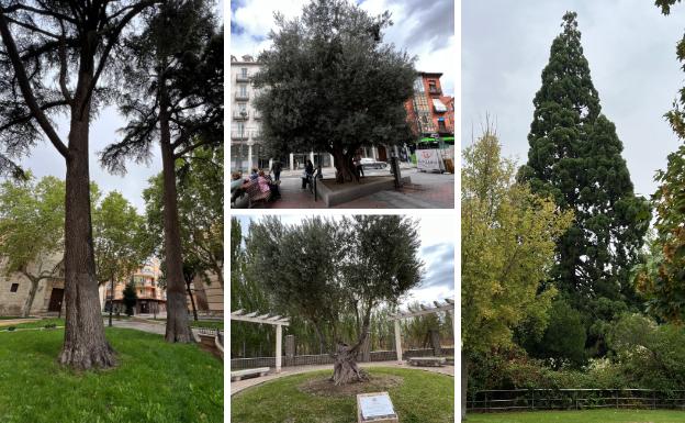 Algunos de los árboles singulares de la ciudad de Valladolid 