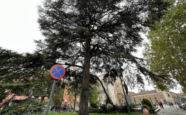 El cedro del Líbano de la plaza de San Pablo