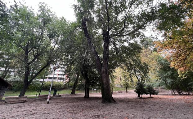 Uno de los olmos siberianos del Campo Grande