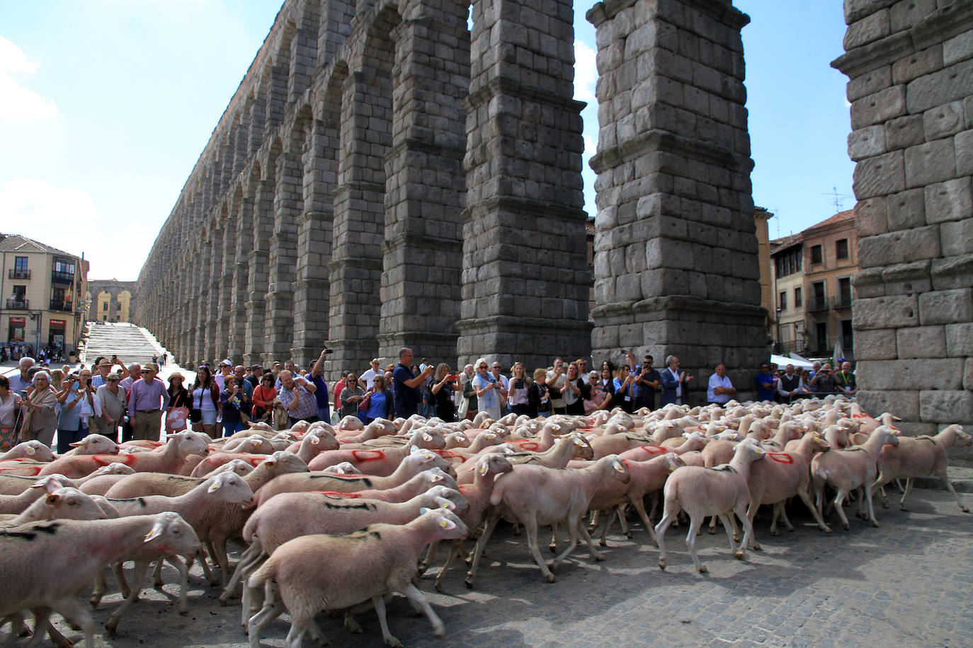 Ovejas este viernes por la mañana en la plaza del Azoguejo.