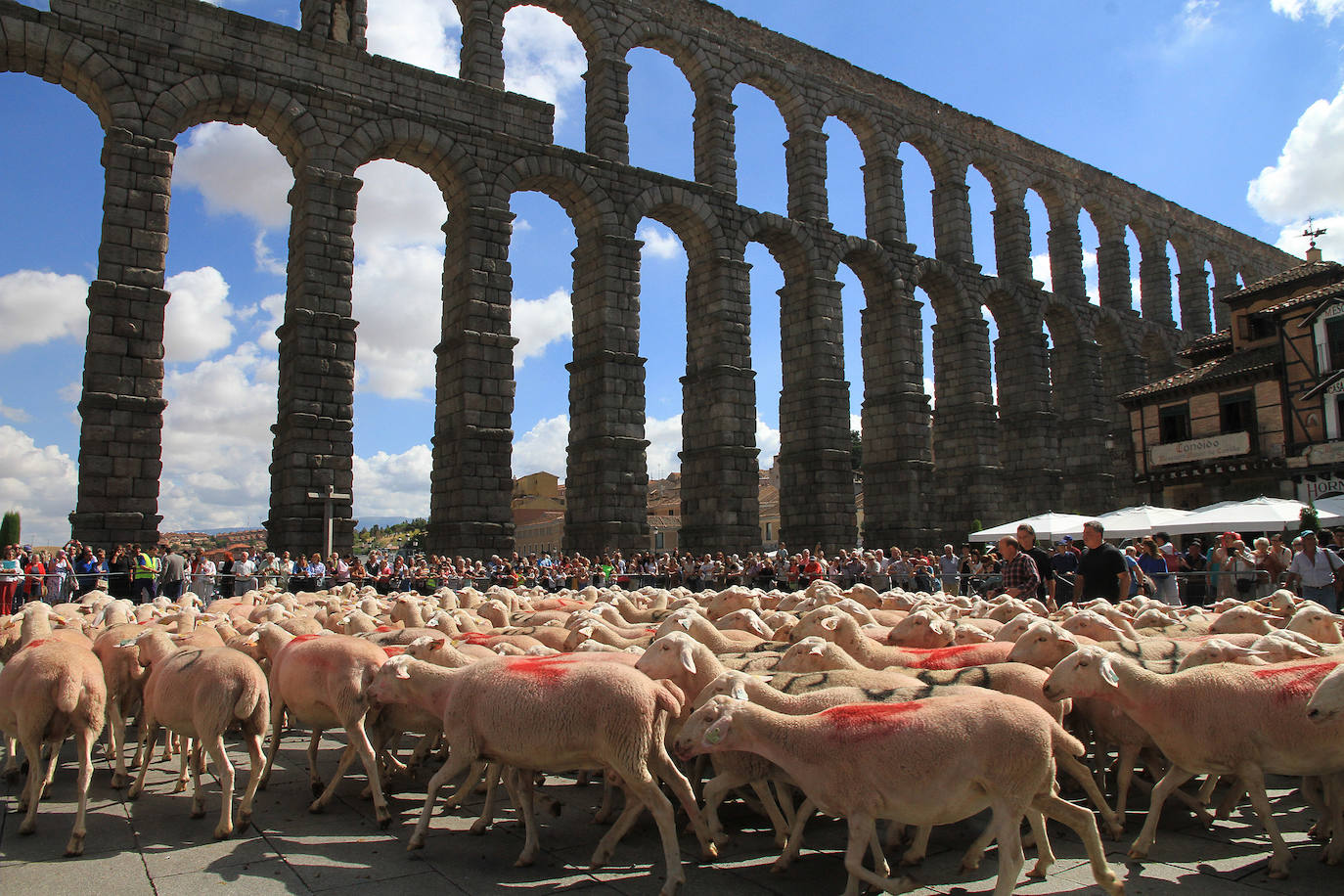 Ovejas este viernes por la mañana en la plaza del Azoguejo.