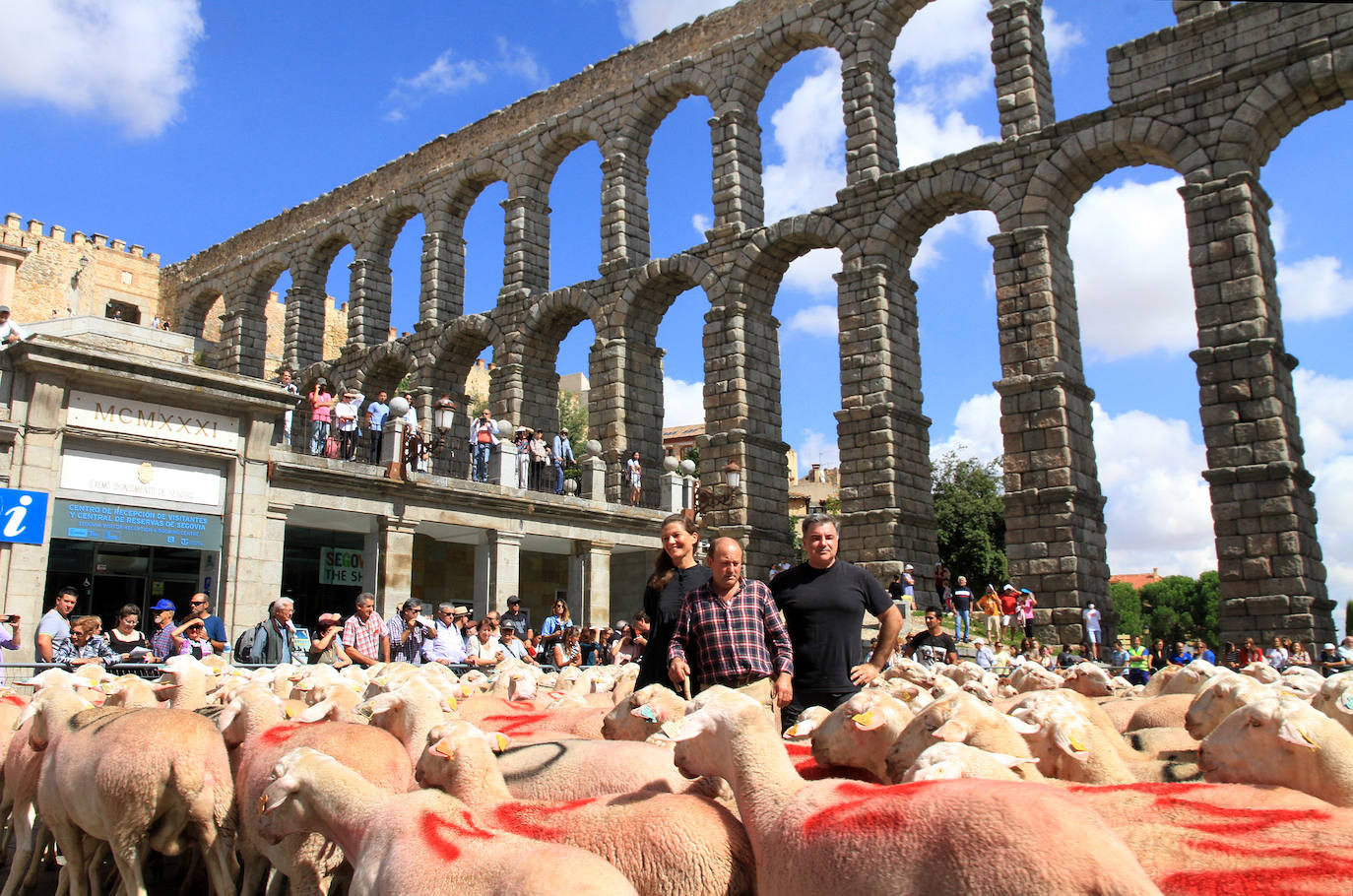Ovejas este viernes por la mañana en la plaza del Azoguejo.