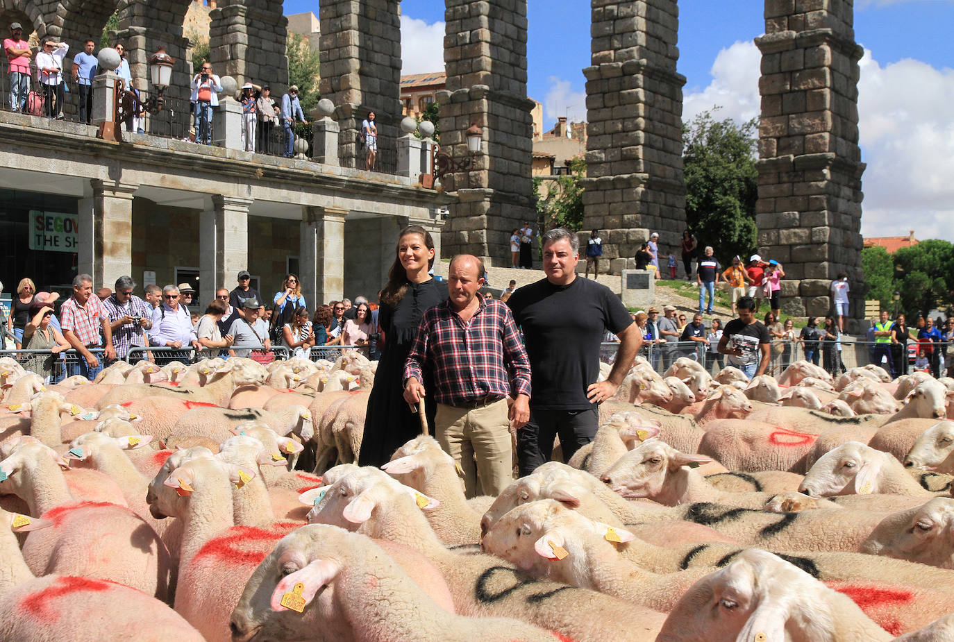 Ovejas este viernes por la mañana en la plaza del Azoguejo.