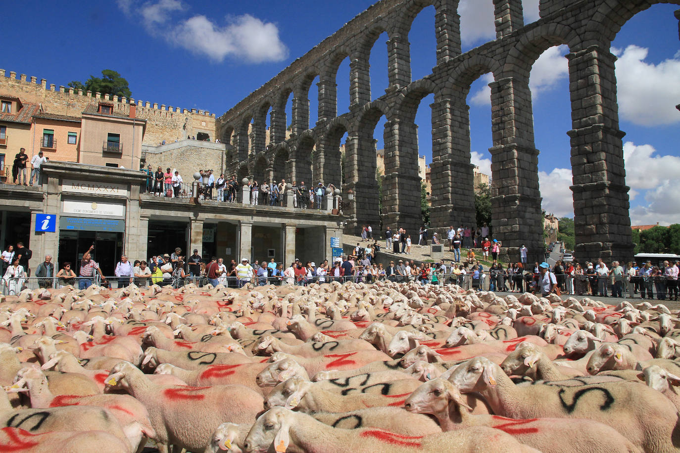 Ovejas este viernes por la mañana en la plaza del Azoguejo.
