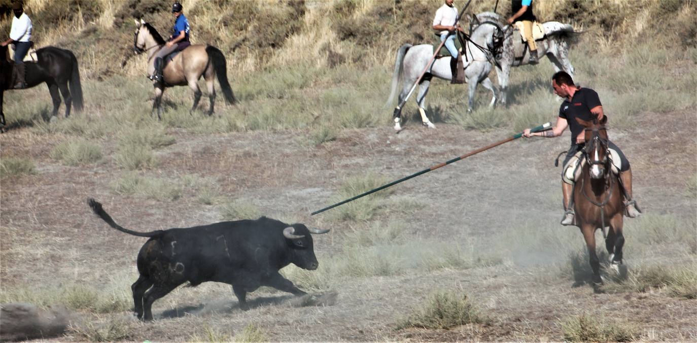 Fotos: Las fiestas de Portillo se despiden con el último encierro mixto