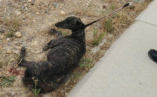 Sancionan con 6.300 euros al dueño del galgo abandonado que fue atropellado en la SG-20