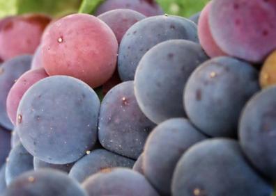 Imagen secundaria 1 - Arriba, Marta Barrigón y José Ignacio Fernández flanquean a los premiados. Abajo, 'Di - Vino', de Marco Fondevila, el segundo premio; y 'Envero', de Belén Pérez, el tercero. 