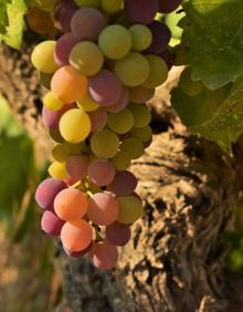 Imagen secundaria 2 - Arriba, Marta Barrigón y José Ignacio Fernández flanquean a los premiados. Abajo, 'Di - Vino', de Marco Fondevila, el segundo premio; y 'Envero', de Belén Pérez, el tercero. 
