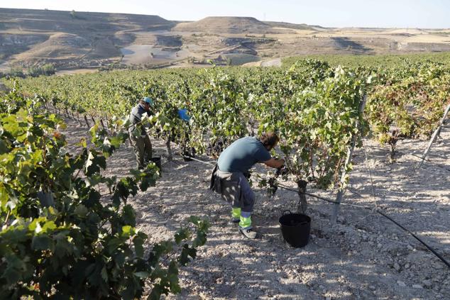 Fotos: La vendimia en la Ribera del Duero