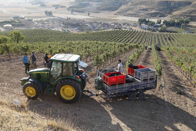 Fotos: La vendimia en la Ribera del Duero