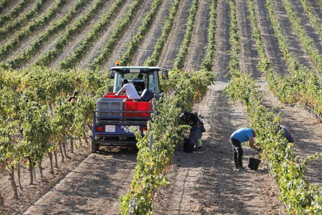 Fotos: La vendimia en la Ribera del Duero