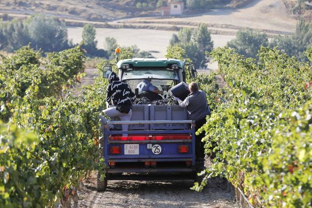 Fotos: La vendimia en la Ribera del Duero