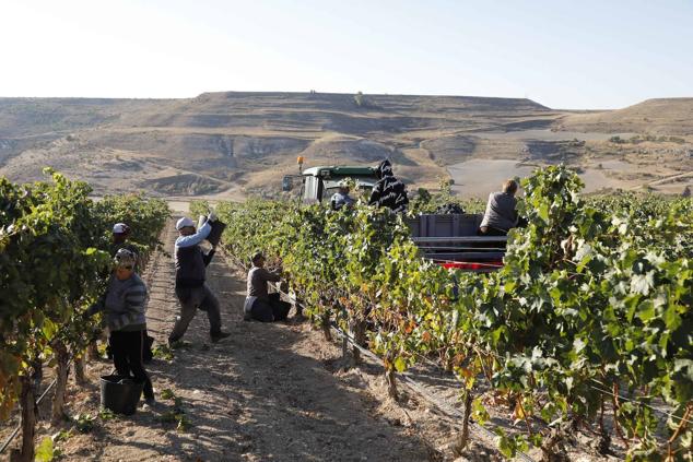 Fotos: La vendimia en la Ribera del Duero