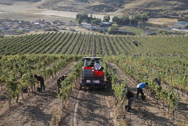 Fotos: La vendimia en la Ribera del Duero