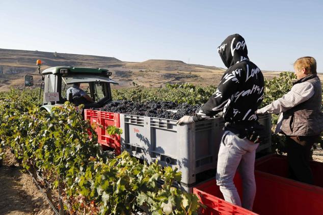 Fotos: La vendimia en la Ribera del Duero