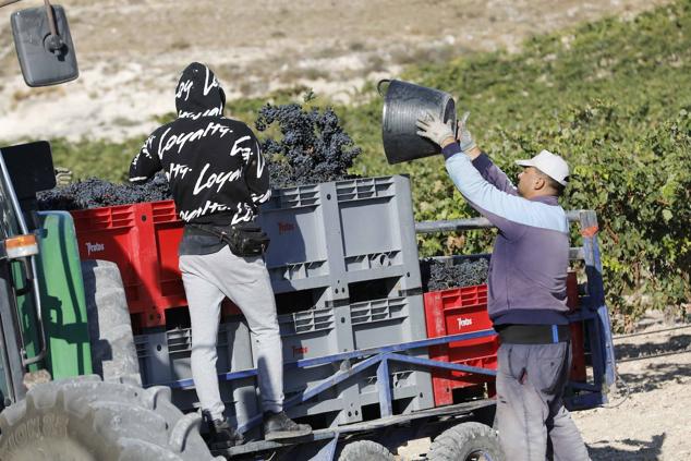 Fotos: La vendimia en la Ribera del Duero