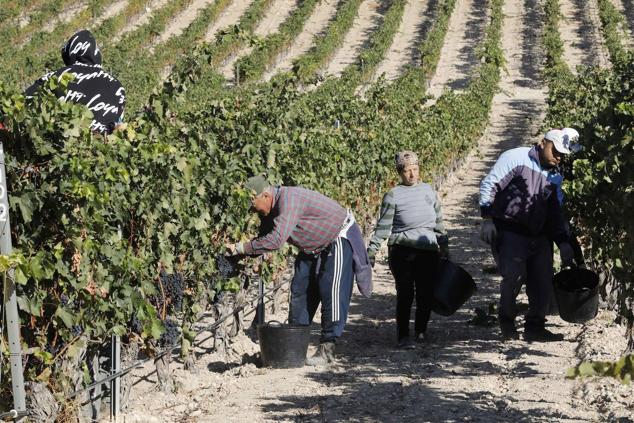 Fotos: La vendimia en la Ribera del Duero