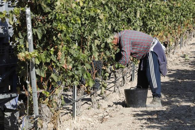 Fotos: La vendimia en la Ribera del Duero