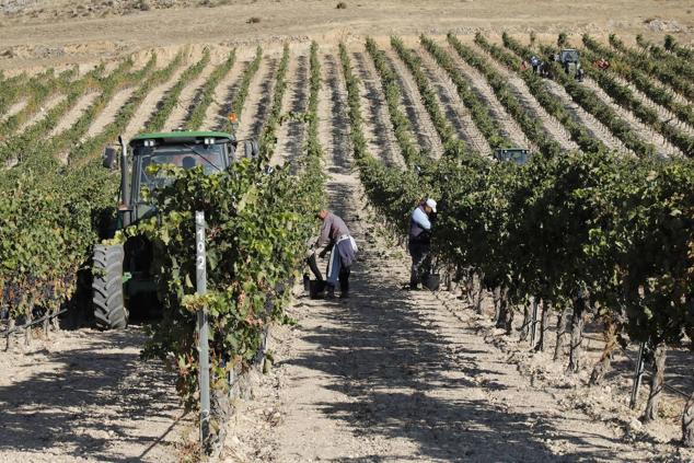 Fotos: La vendimia en la Ribera del Duero