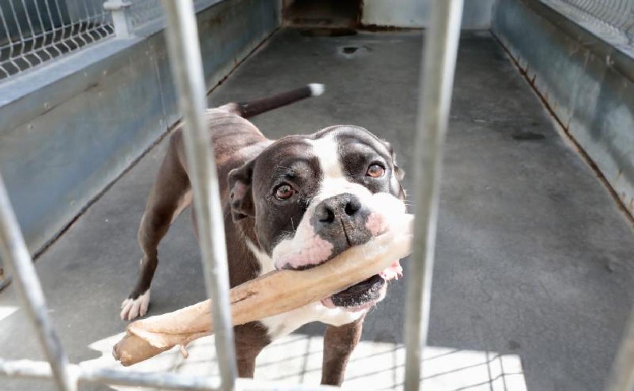 Un perro del centro canino municipal de Valladolid. 