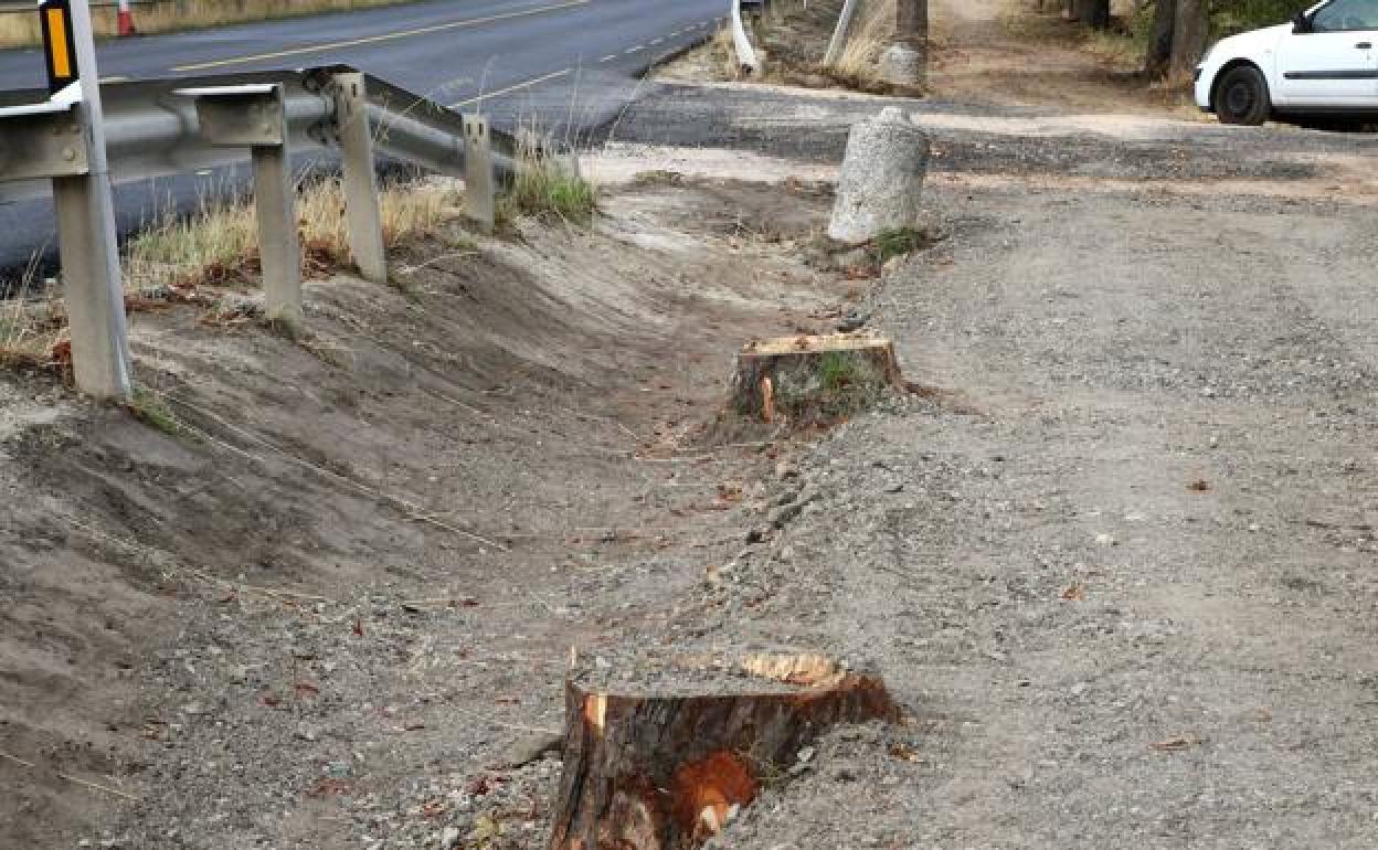 Tocones de árboles talados esta semana en uno de los márgenes de la carretera de La Granja. 