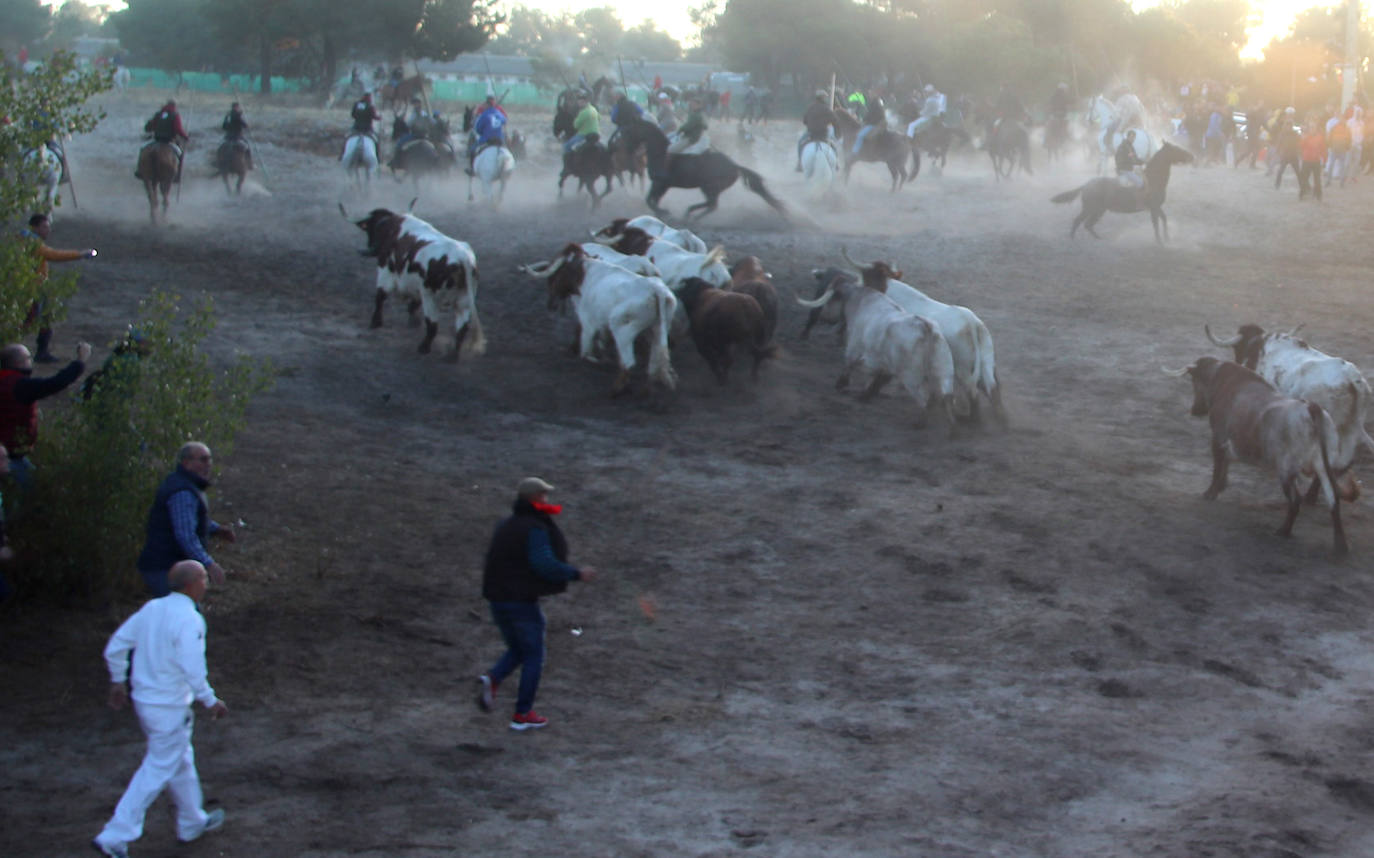 Encierro extraordinadio de San Miguel en Cuéllar. 