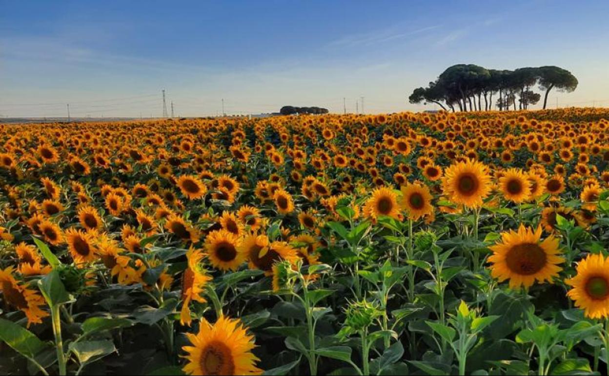 Superficie de girasol. 