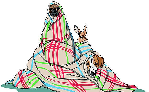 El otoño también afecta a tu mascota