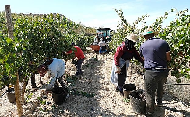 Imagen principal - Vendimia manual en un viñedo plantado en espaldera en bancal. El vino San Cucufate. 