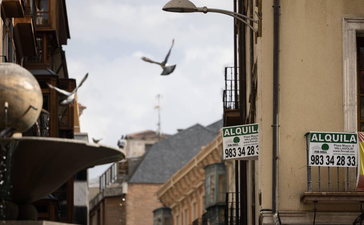 Carteles que anuncian el alquiler de una vivienda en el centro de Valladolid.