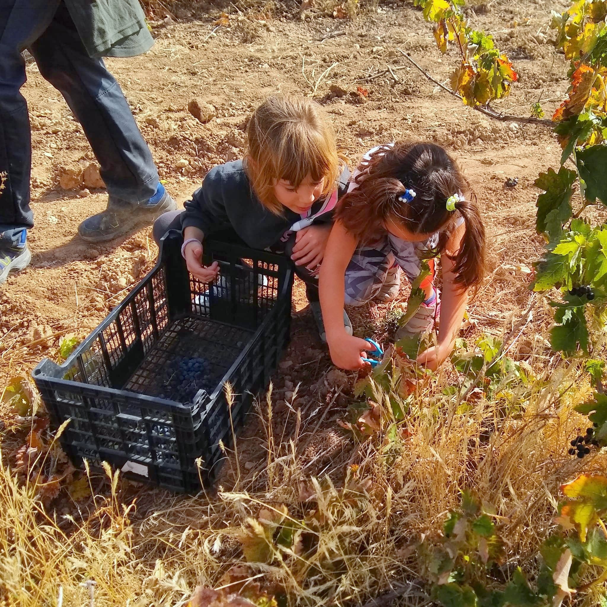 Castrillo de Don Juan se vuelca con la XIV Fiesta de la Vendimia