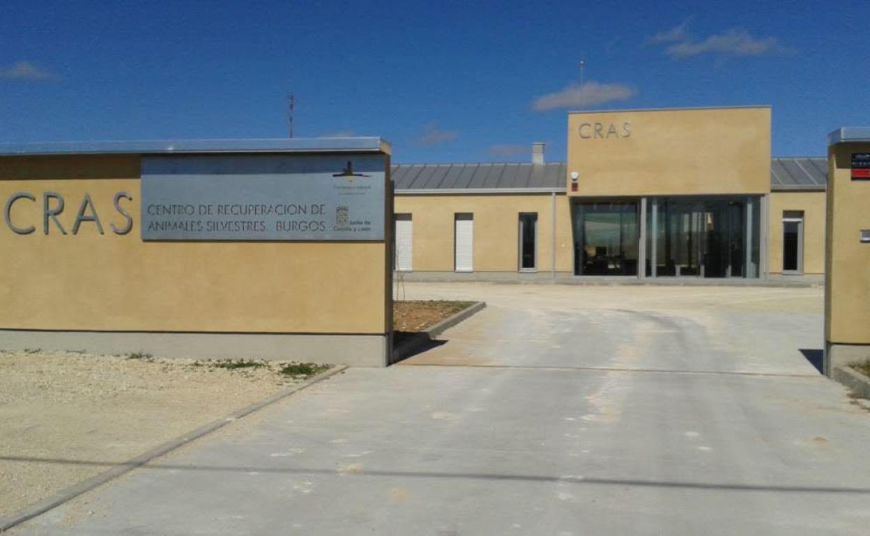 Ecologistas denuncia la muerte de un lobo por disparos de rifle en un coto privado de Añoza