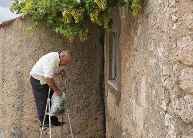 Imagen secundaria 1 - Los hermanos Crespo cogiendo las uvas de su parra moscatel en la casa de su abuela. 