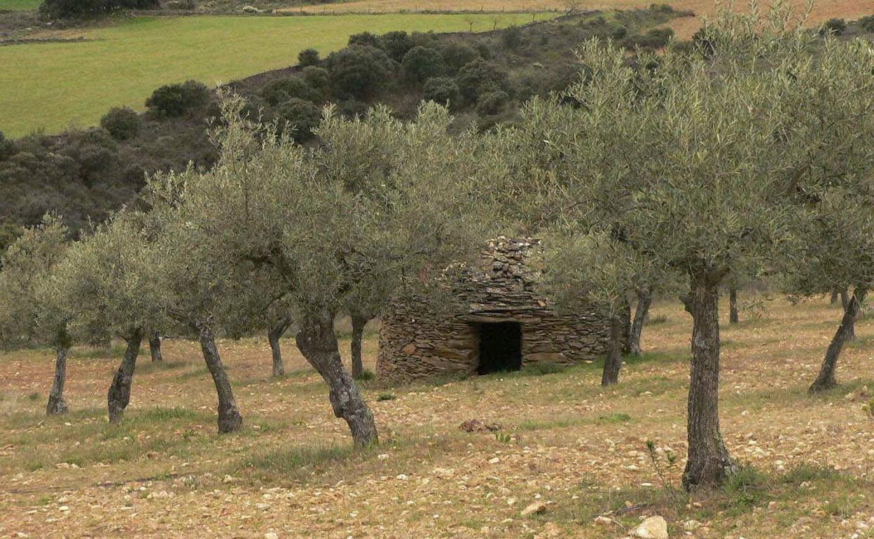 Olivares en la provincia de Salamanca. 