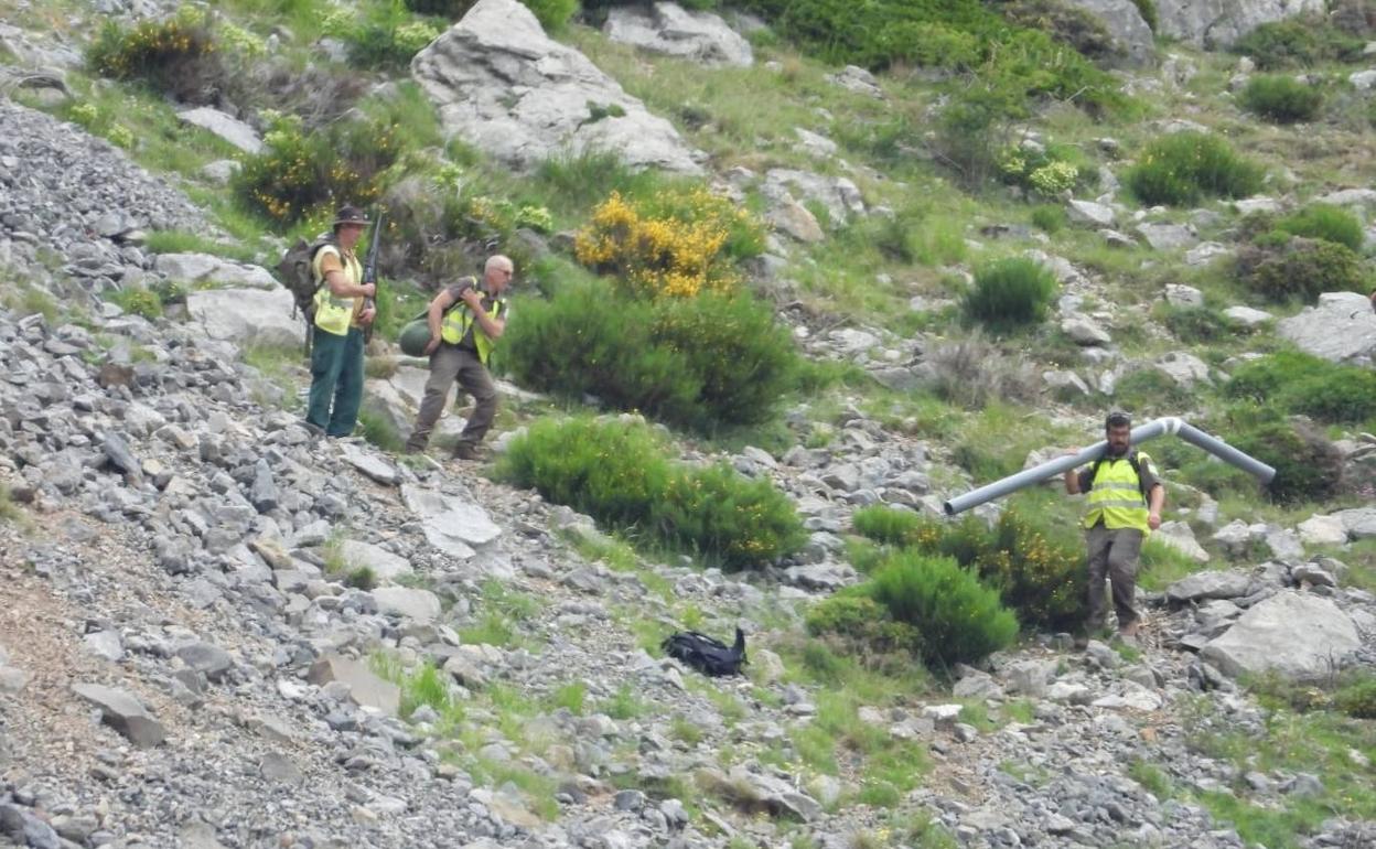 Técnicos de Medio Ambiente, en las labores de búsqueda de la osa herida por el ataque de un macho, el pasado mes de junio. 