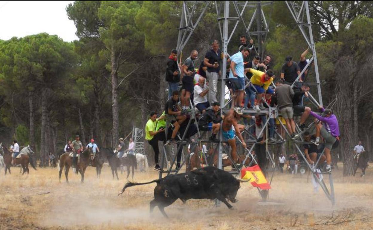 Celebración del Toro de la Vega, este mes de septiembre en Tordesillas.