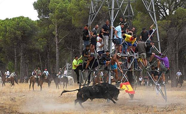 Piden aclarar la muerte del Toro de la Vega tras ser hallado muerto al día siguiente del festejo