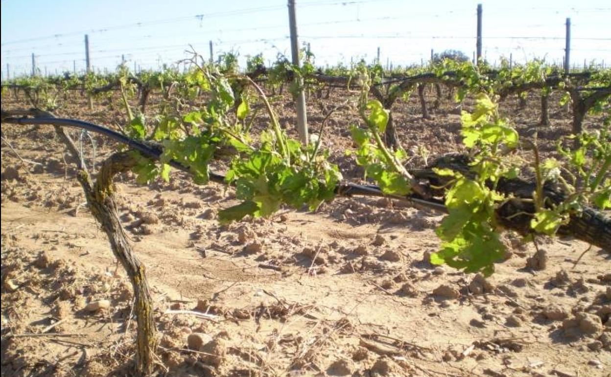 Ribera del Duero pedirá al Ministerio de Agricultura crecer en 2023 en 235 hectáreas