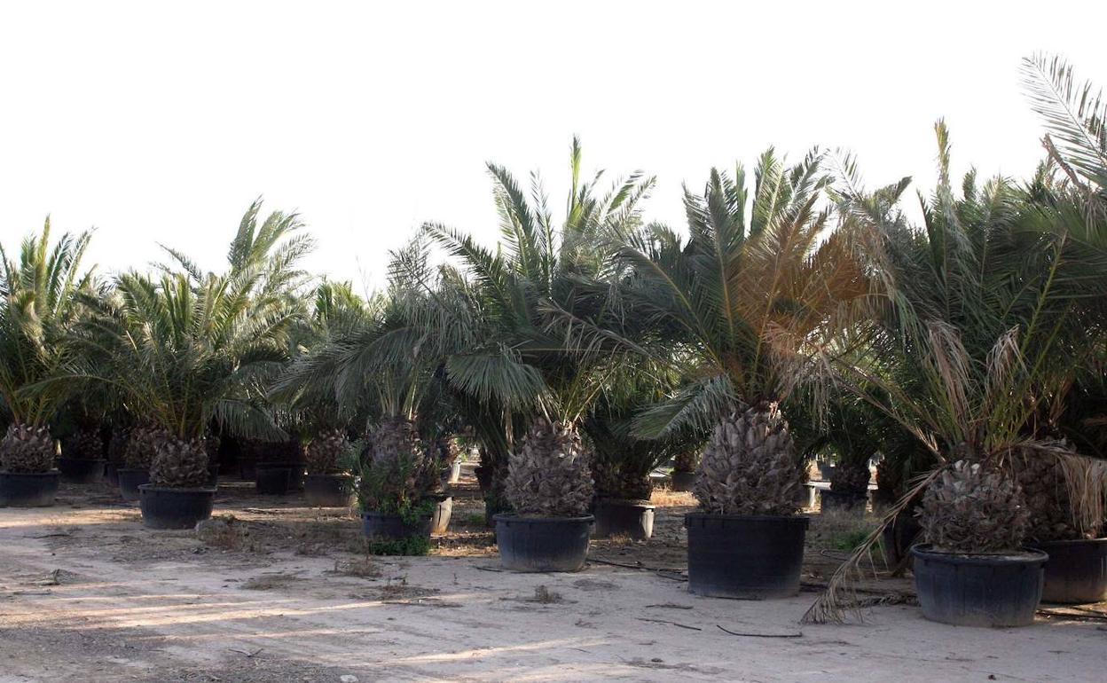 Plantones de palmeras en un vivero. 