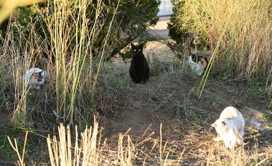 Varios felinos en una de las colonias de Geria. 