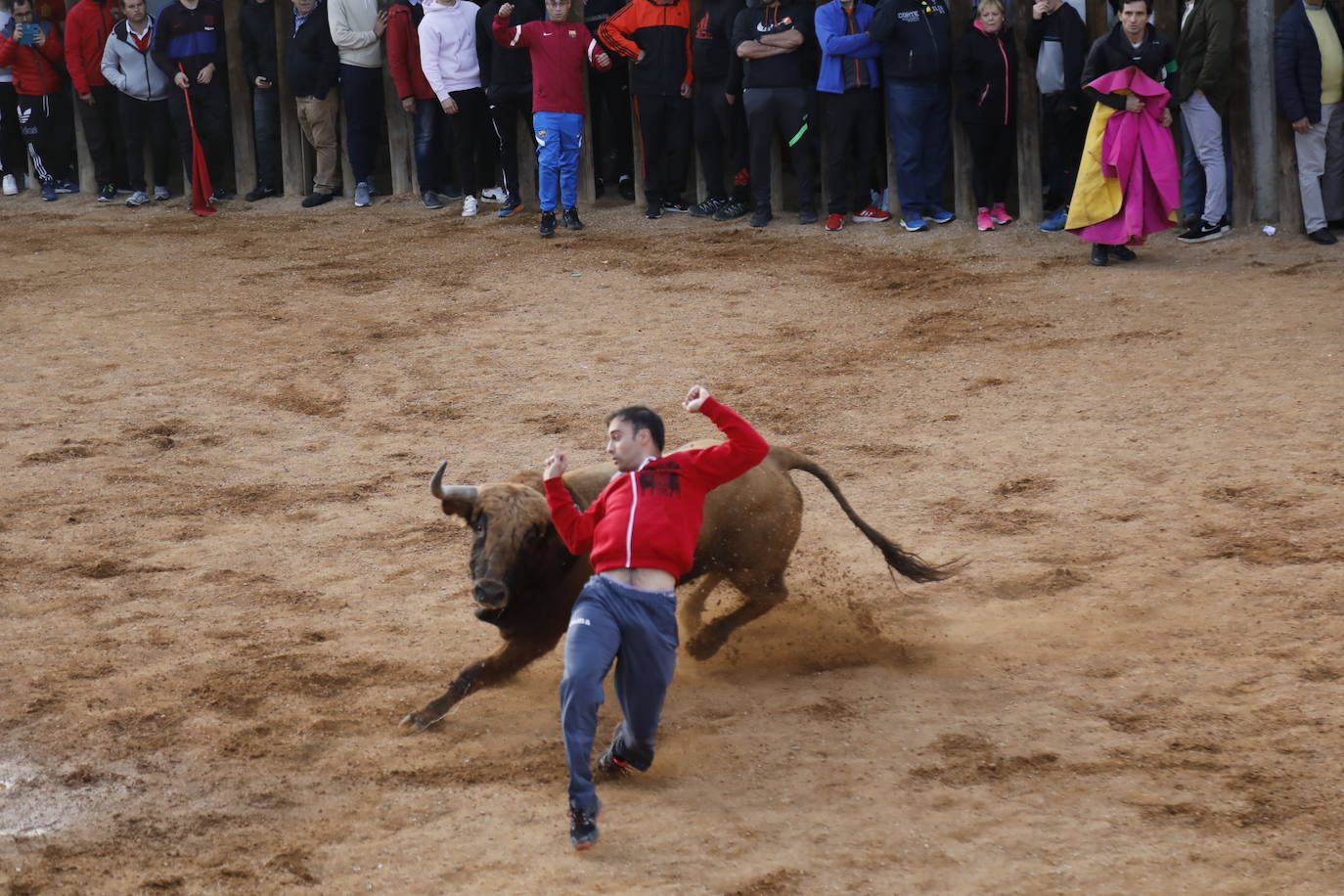 Fotos: El último encierro de Traspinedo en imágenes